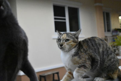 Portrait of a cat looking away at home