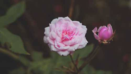 Close-up of pink rose