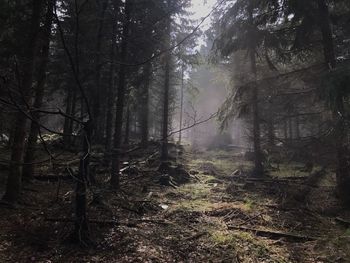 Trees in forest