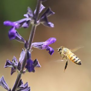 Close-up of honey bee hovering around purple flowers