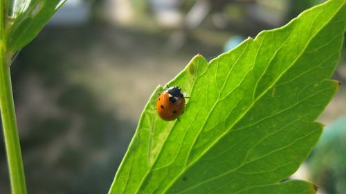 Close-up of insect on leaf