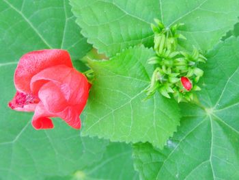 Close-up of red rose with leaf