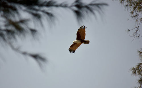 Low angle view of eagle flying against sky