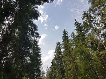 Low angle view of trees in forest against sky