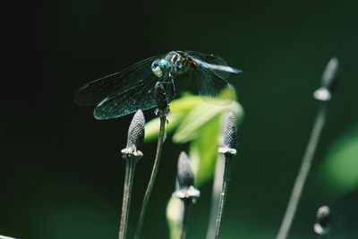 Close-up of dragonfly on dandelion bud
