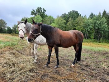 View on two horses 