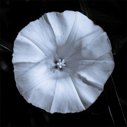 Close-up of white flower against black background