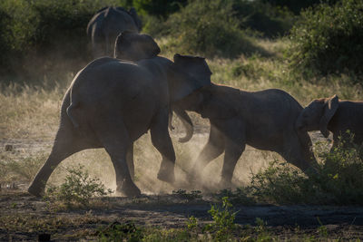 Elephants fighting on field during sunny day