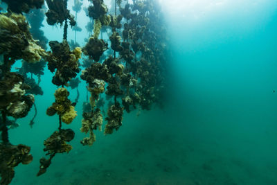 Oyster farm, ishikawa, notojima , japan