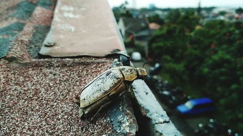 Close-up of an insect on old land