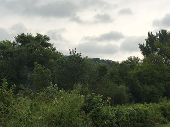 Trees in forest against sky