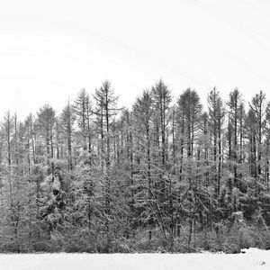 Trees on snow covered field against sky