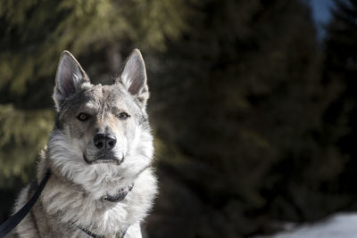 Close-up portrait of a dog