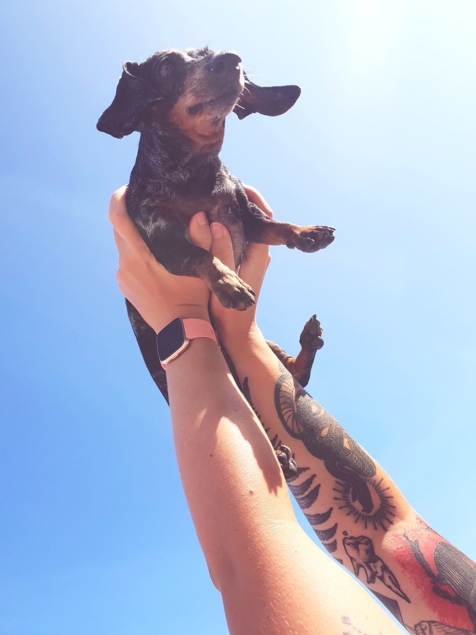 one animal, domestic animals, pets, dog, mammal, canine, sky, domestic, low angle view, vertebrate, real people, people, human hand, adult, lifestyles, nature, day, tattoo, hand, outdoors, pet owner