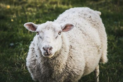 Close-up of a sheep on field