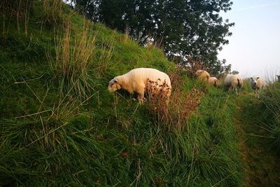 Sheep on field against sky