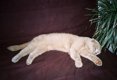 High angle view of cat sleeping