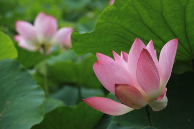 Close-up of pink lotus water lily