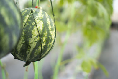 Close-up of lemon growing in farm