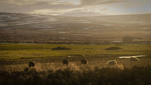 Horses grazing on field against sky during sunset