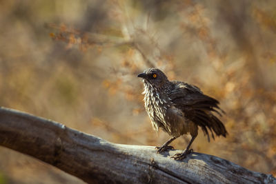 Close-up of bird perching on wood