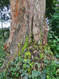 Close-up of tree trunk in forest