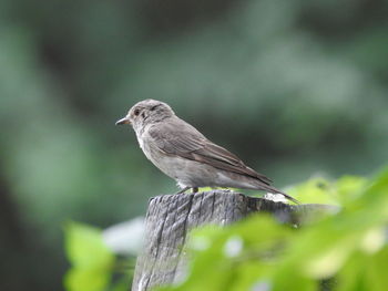 Close-up of bird perching on wood