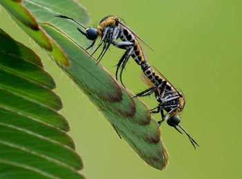 Close-up of insect on plant