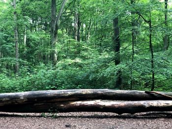 Trees growing in forest