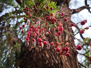 Close-up of red berries growing on tree