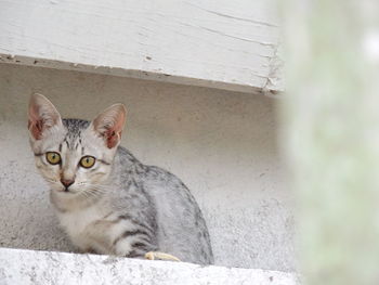 Portrait of cat sitting against wall