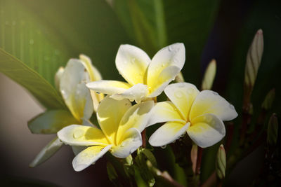 Close-up of white flowering plant