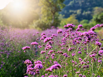 Close-up of pink flowering plants on field