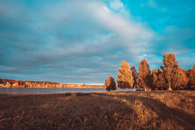 Trees on field against sky