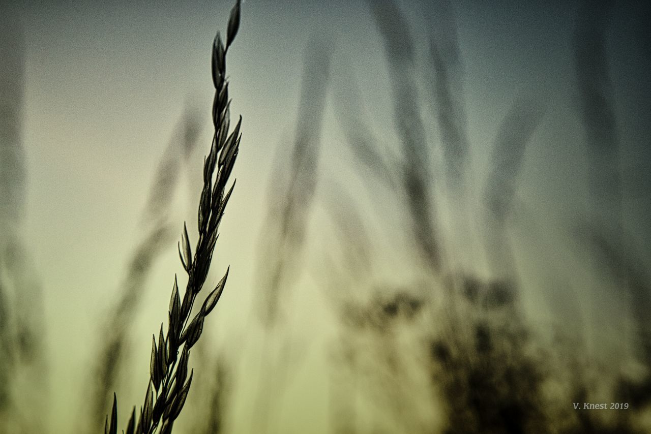 growth, plant, no people, beauty in nature, crop, focus on foreground, close-up, agriculture, tranquility, nature, selective focus, sky, cereal plant, day, field, outdoors, land, farm, wheat, scenics - nature, stalk