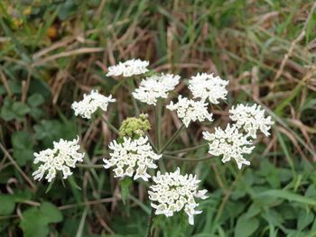 High angle view of white flowering plants on field