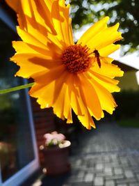Close-up of yellow flower blooming outdoors