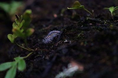 Close-up of lizard on plant