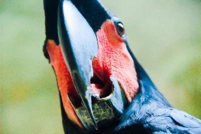 Close-up of a bird