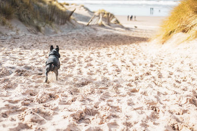 Dog running on beach