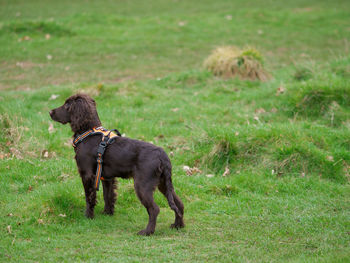 Dog standing on field