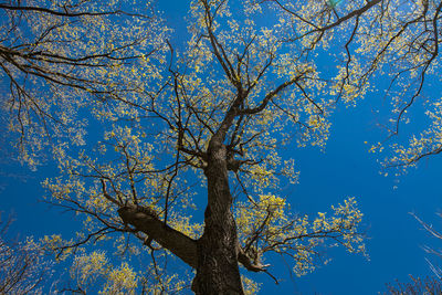 Low angle view of tree against blue sky