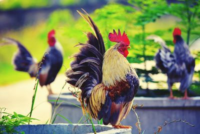 Close-up of chickens perching outdoors