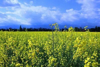 Scenic view of field against sky