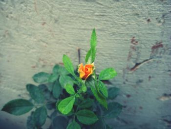 High angle view of butterfly on plant