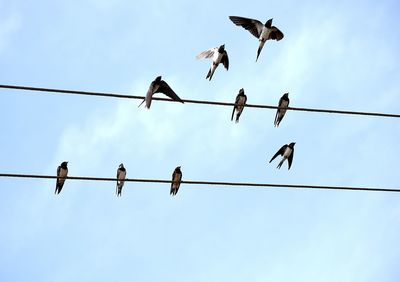 Low angle view of birds perching on power line