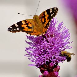 Close-up of butterfly pollinating on purple flower