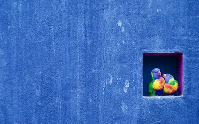 Close-up of parrots in niche on wall