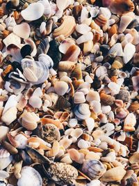 High angle view of shells on beach