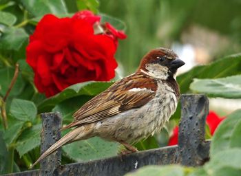 Close-up of bird perching on red flower